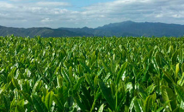 Single Cultivar Sencha Saki Midori LIMITED QUANTITY 1.0 LB